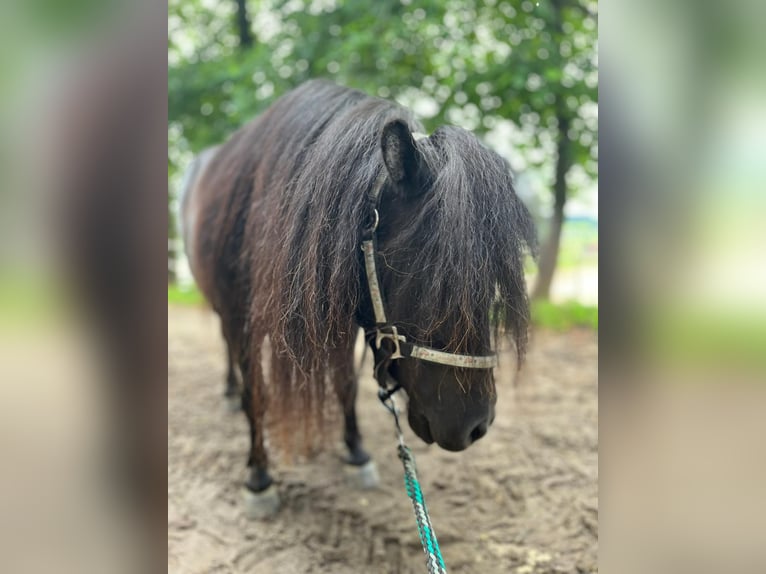 Poneys Shetland Jument 5 Ans 85 cm Noir in Eggelsberg