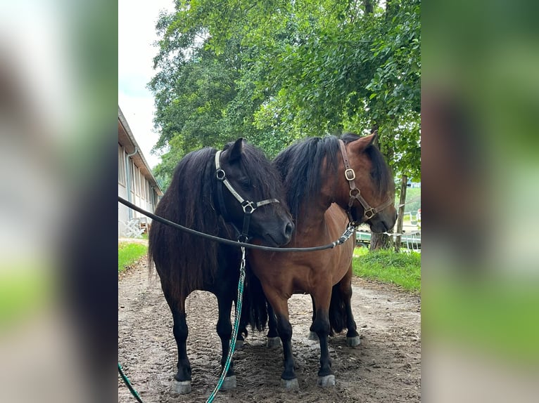 Poneys Shetland Jument 5 Ans 85 cm Noir in Eggelsberg