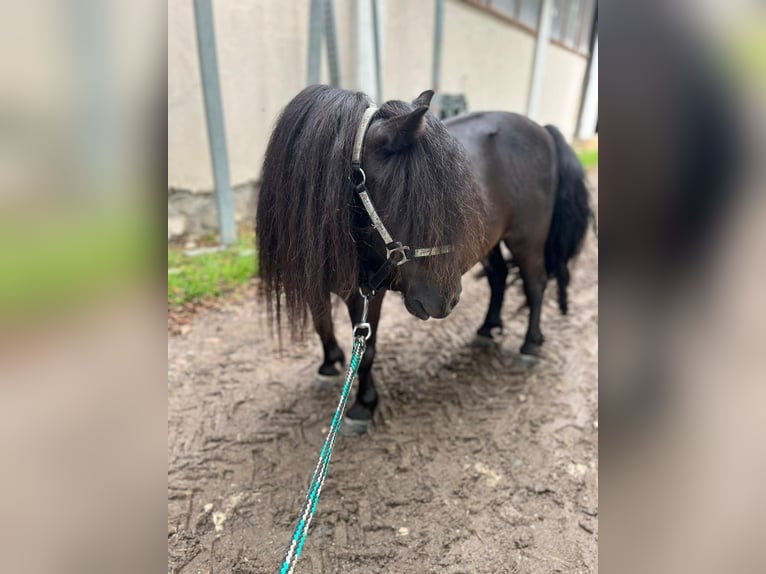 Poneys Shetland Jument 5 Ans 85 cm Noir in Eggelsberg