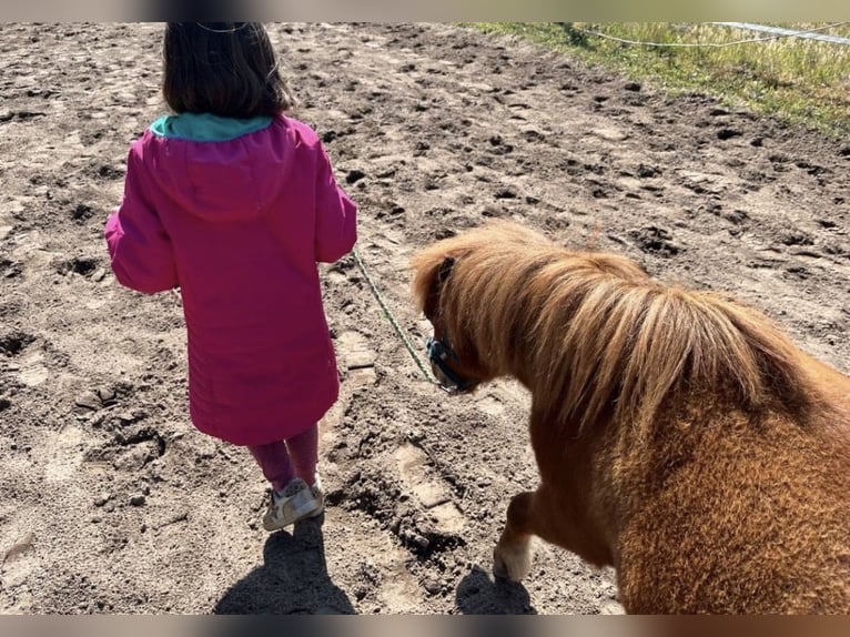 Poneys Shetland Jument 5 Ans 90 cm Alezan in Thedinghausen