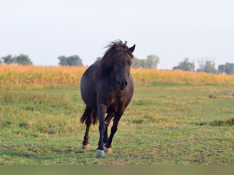 Poneys Shetland Jument 5 Ans 90 cm Noir in radziejów