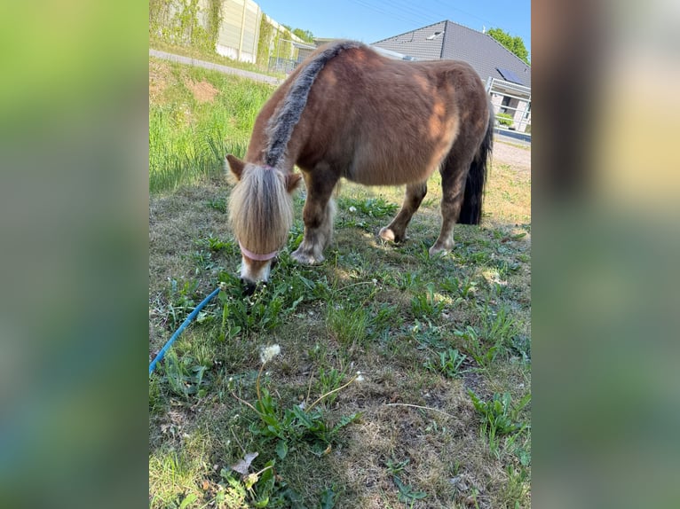 Poneys Shetland Jument 5 Ans 91 cm Alezan in Winsen (Luhe)