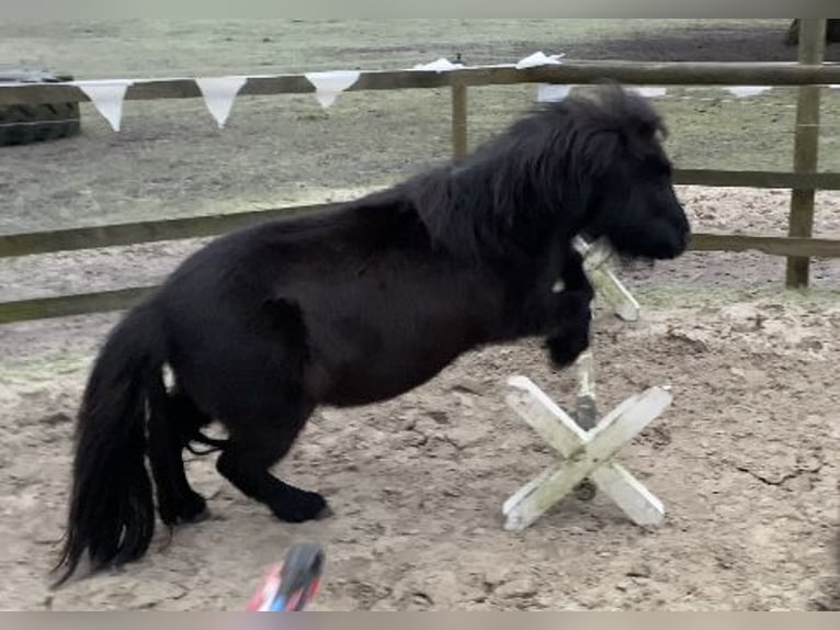 Poneys Shetland Jument 5 Ans 95 cm Bai brun in Bremen