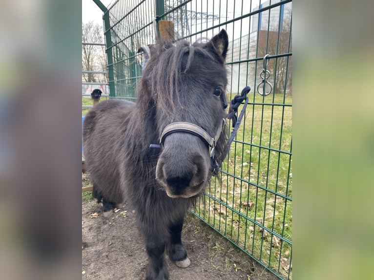 Poneys Shetland Jument 5 Ans 95 cm Bai brun in Bremen