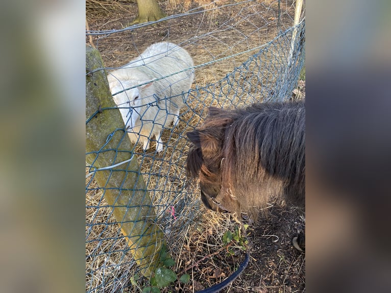 Poneys Shetland Jument 5 Ans 95 cm Bai brun in Bremen