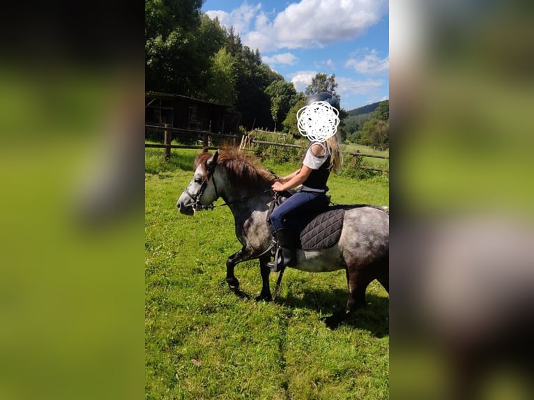 Poneys Shetland Jument 5 Ans 95 cm Gris pommelé in Michelstadt