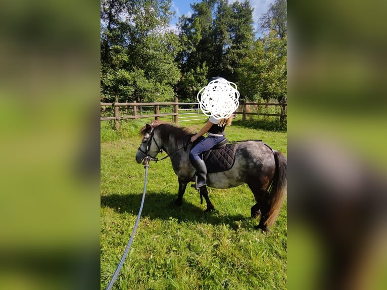 Poneys Shetland Jument 5 Ans 95 cm Gris pommelé in Michelstadt