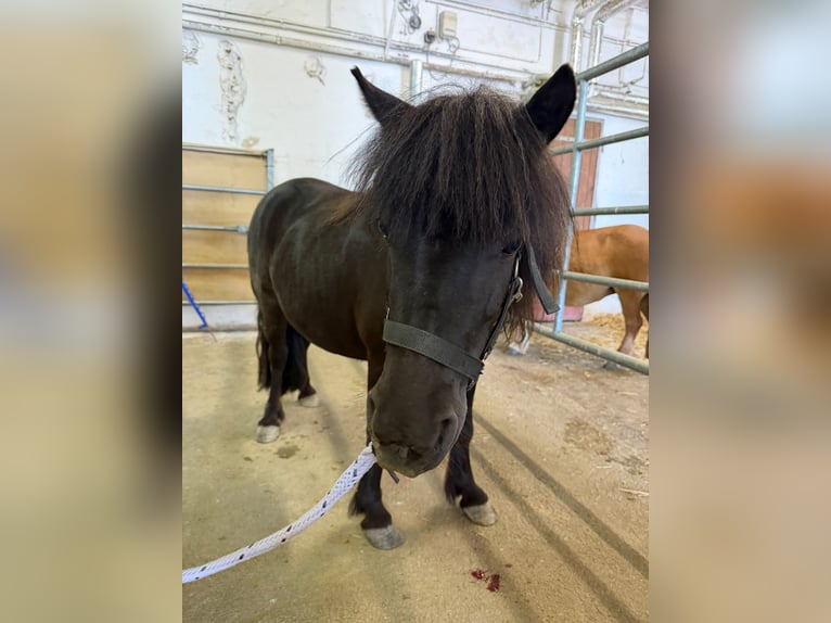 Poneys Shetland Jument 5 Ans Pinto in Wien, Floridsdorf