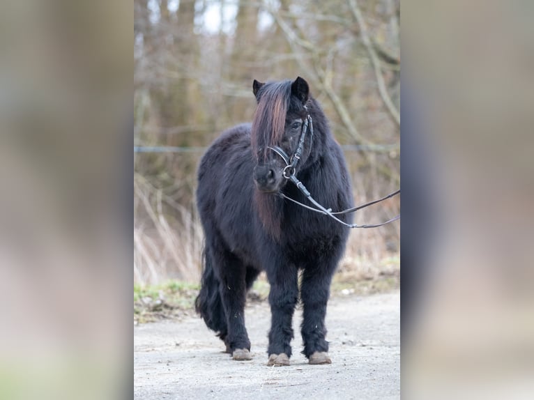 Poneys Shetland Jument 6 Ans 100 cm Noir in Althütte