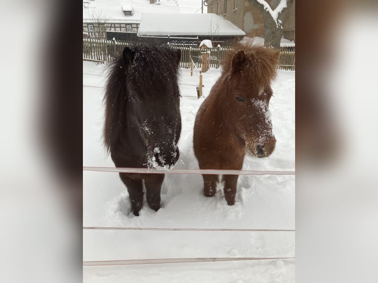 Poneys Shetland Jument 6 Ans 100 cm Noir in Silbitz