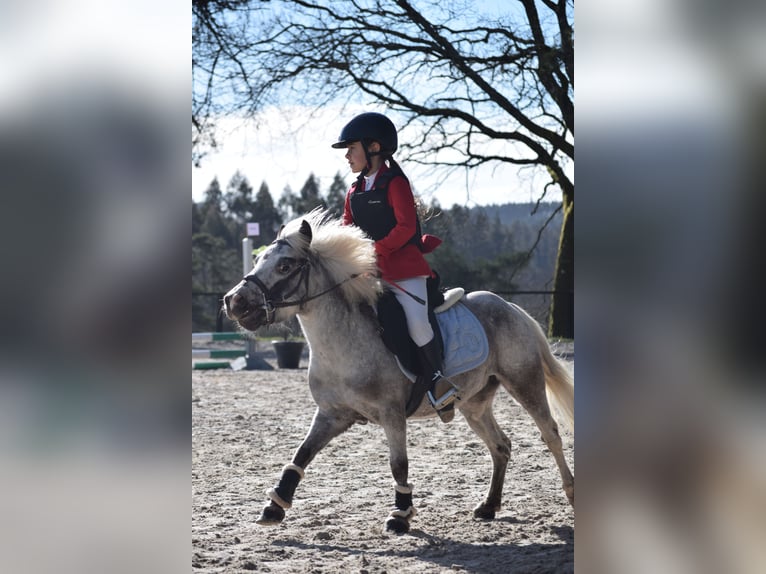 Poneys Shetland Jument 6 Ans 105 cm Gris in Aldea (P&#xAA; San Marti&#xF1;o De Covas)