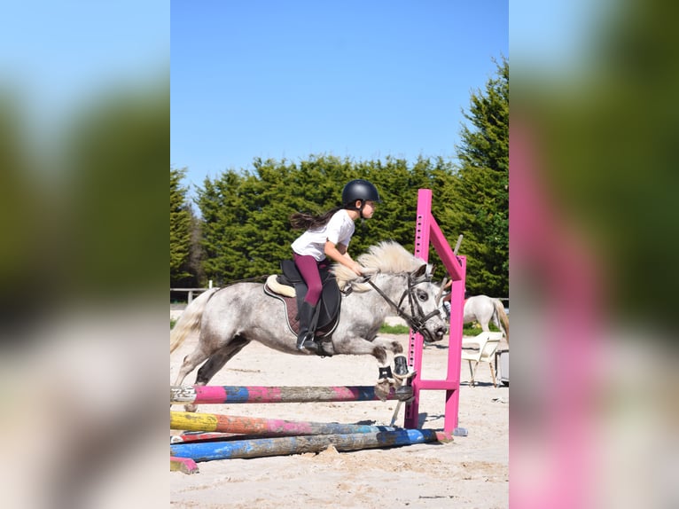 Poneys Shetland Jument 6 Ans 105 cm Gris in Aldea (P&#xAA; San Marti&#xF1;o De Covas)