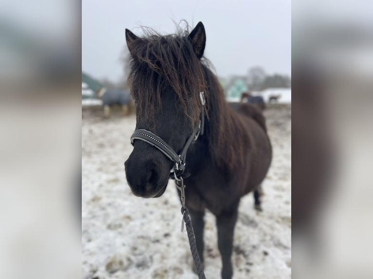 Poneys Shetland Jument 6 Ans 105 cm Noir in Trebbin