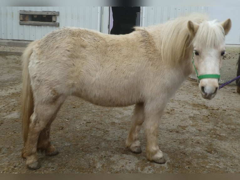 Poneys Shetland Jument 6 Ans 105 cm Palomino in Dingolfing