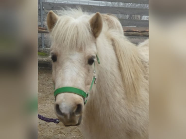 Poneys Shetland Jument 6 Ans 105 cm Palomino in Dingolfing