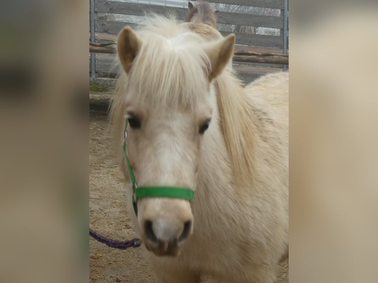 Poneys Shetland Jument 6 Ans 105 cm Palomino in Dingolfing