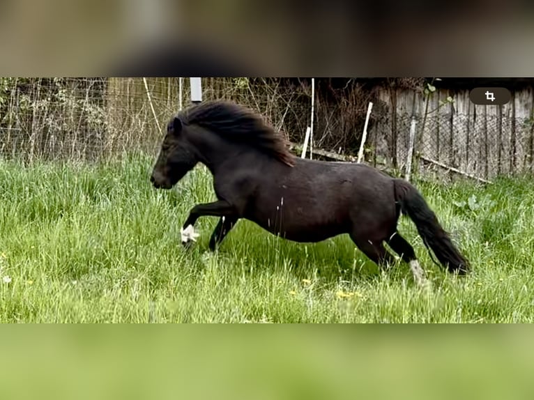 Poneys Shetland Jument 6 Ans 105 cm Pinto in Groß Molzahn