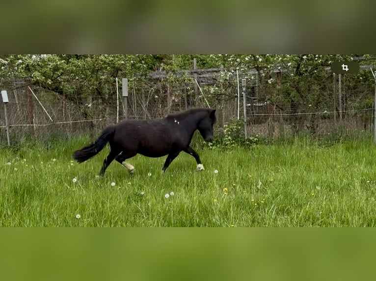 Poneys Shetland Jument 6 Ans 105 cm Pinto in Groß Molzahn