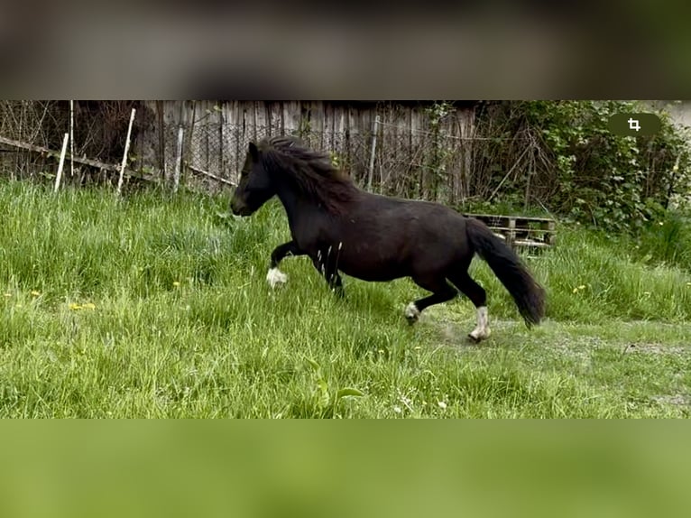 Poneys Shetland Jument 6 Ans 105 cm Pinto in Groß Molzahn