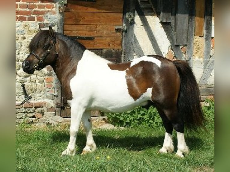 Poneys Shetland Jument 6 Ans 107 cm Tobiano-toutes couleurs in VILLÉ