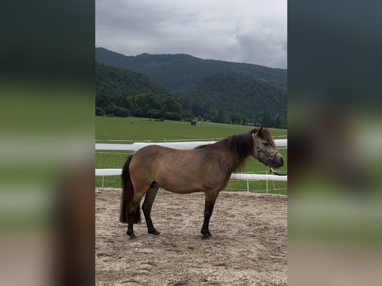 Poneys Shetland Jument 6 Ans 108 cm Bai in Schwanenstadt