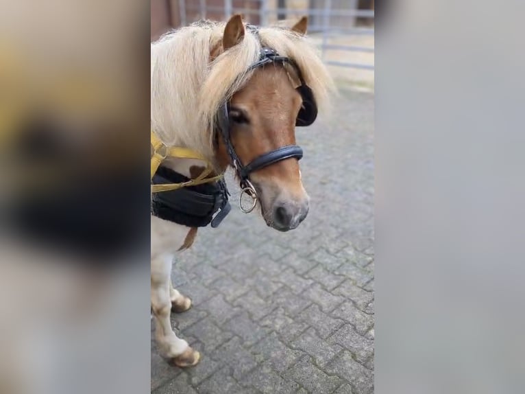 Poneys Shetland Croisé Jument 6 Ans 108 cm Pinto in Bad Wildbad im Schwarzwald