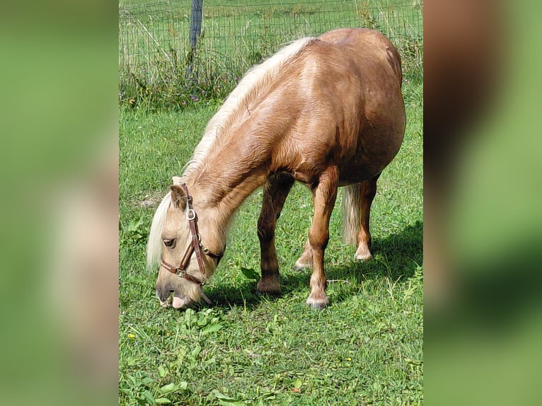 Poneys Shetland Jument 6 Ans 115 cm Palomino in Nußdorf