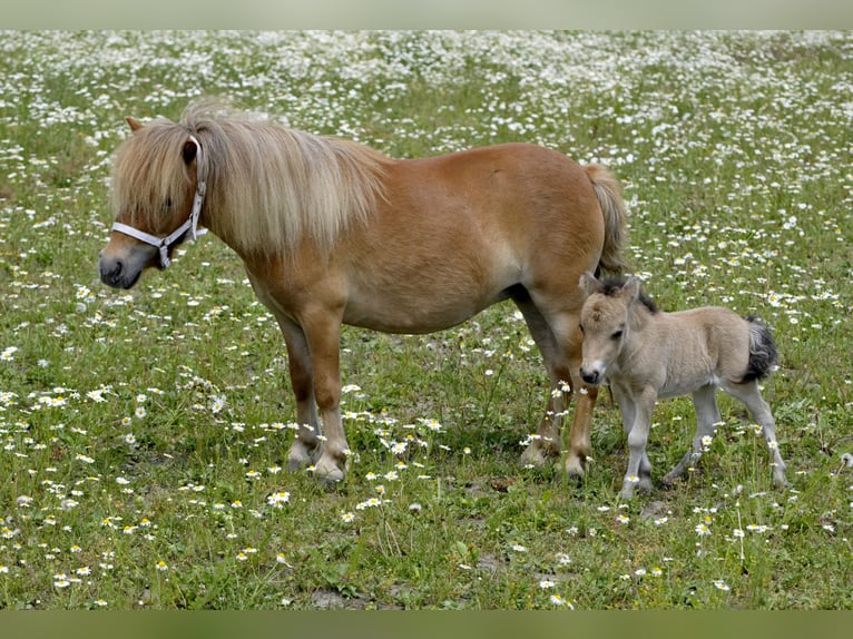 Poneys Shetland Jument 6 Ans 85 cm Alezan in Lodz