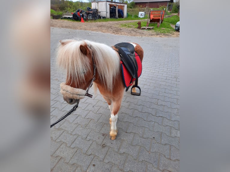 Poneys Shetland Jument 6 Ans 93 cm Pinto in Herten
