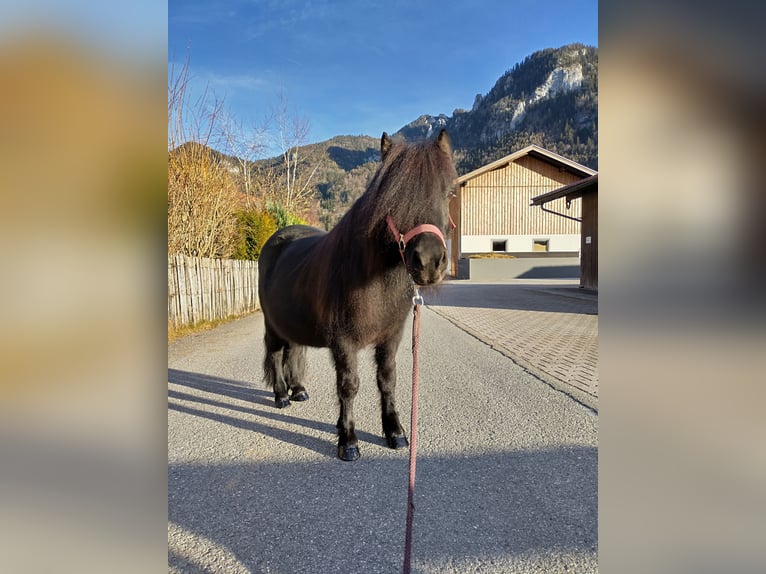 Poneys Shetland Jument 7 Ans 100 cm Noir in Aschau im Chiemgau