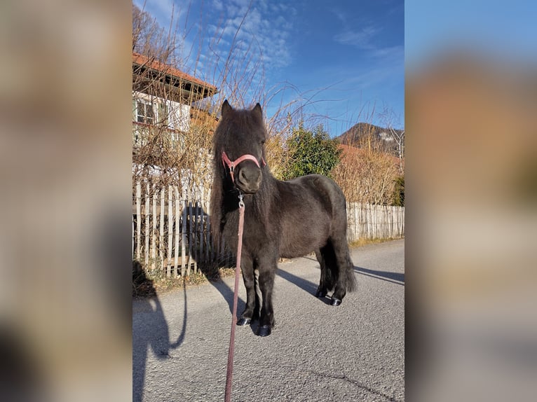 Poneys Shetland Jument 7 Ans 100 cm Noir in Aschau im Chiemgau