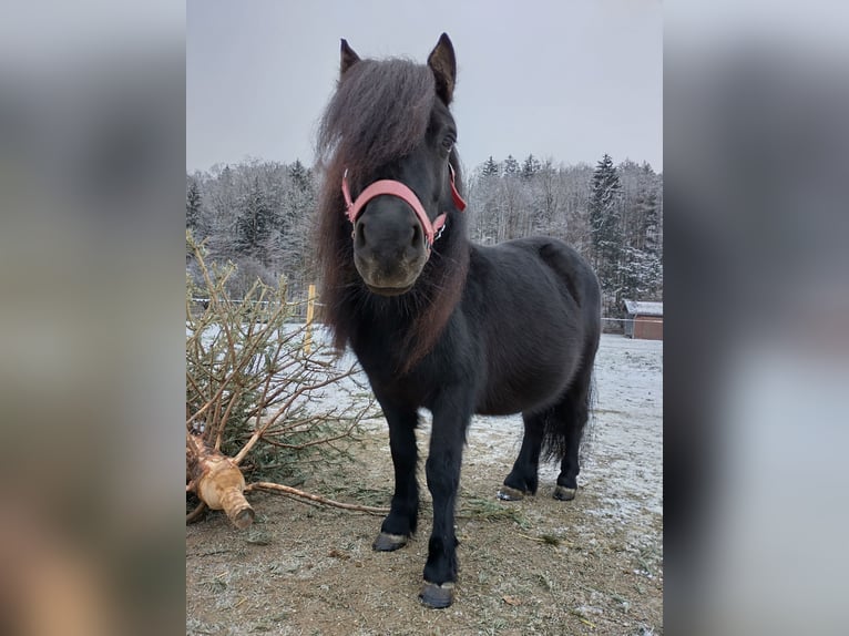 Poneys Shetland Jument 7 Ans 100 cm Noir in Aschau im Chiemgau