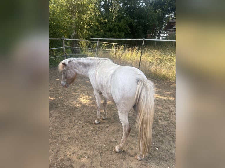 Poneys Shetland Jument 7 Ans 100 cm Rouan Bleu in Emersacker