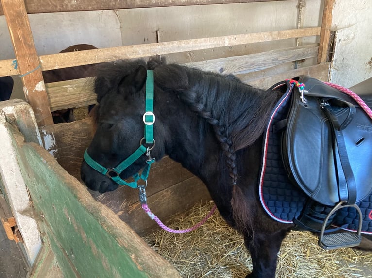 Poneys Shetland Jument 7 Ans 102 cm Noir in Weichering