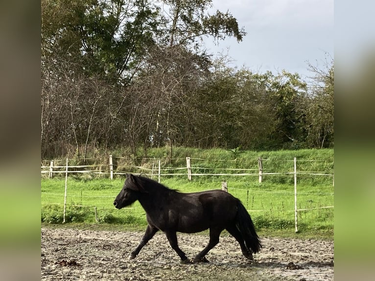 Poneys Shetland Jument 7 Ans 102 cm Noir in Weichering