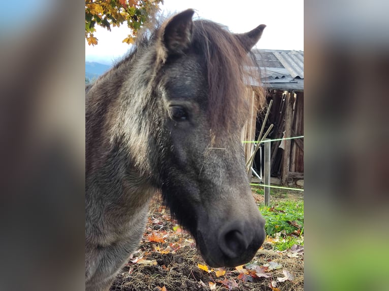 Poneys Shetland Jument 7 Ans 103 cm Buckskin in St.Stefan