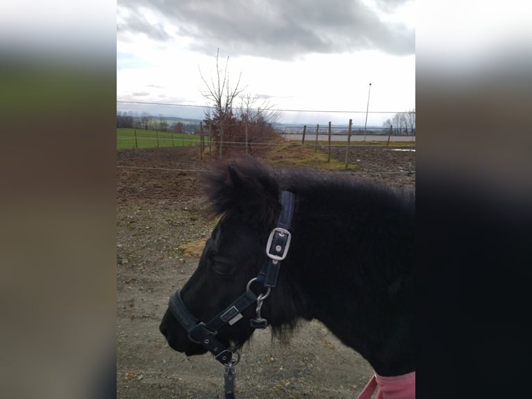 Poneys Shetland Jument 7 Ans 105 cm Noir in Kißlegg