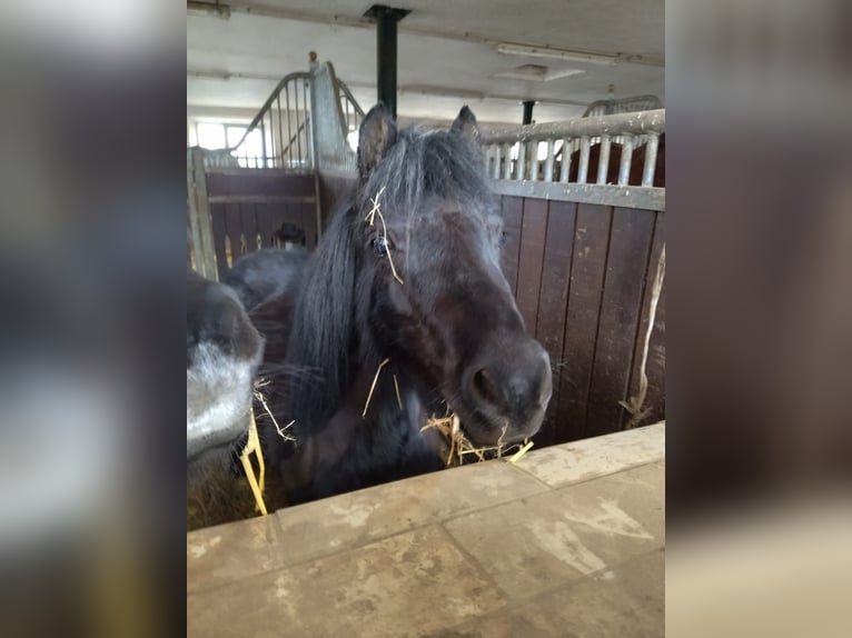 Poneys Shetland Jument 7 Ans 105 cm Noir in Kißlegg