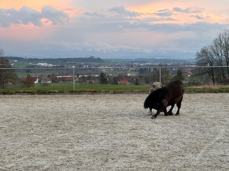 Poneys Shetland Jument 7 Ans 105 cm Noir in Kißlegg