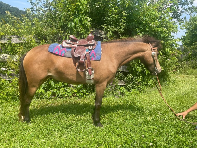 Poneys Shetland Jument 7 Ans 109 cm Buckskin in Paris KY