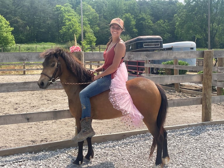 Poneys Shetland Jument 7 Ans 109 cm Buckskin in Paris KY