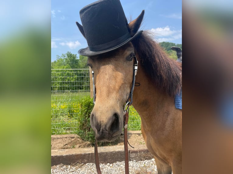 Poneys Shetland Jument 7 Ans 109 cm Buckskin in Paris KY