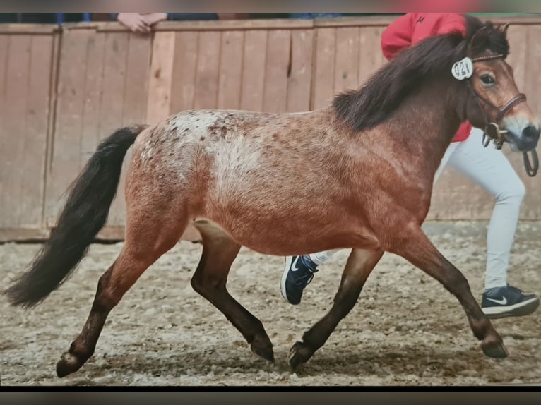 Poneys Shetland Jument 7 Ans 112 cm Léopard in Marsberg