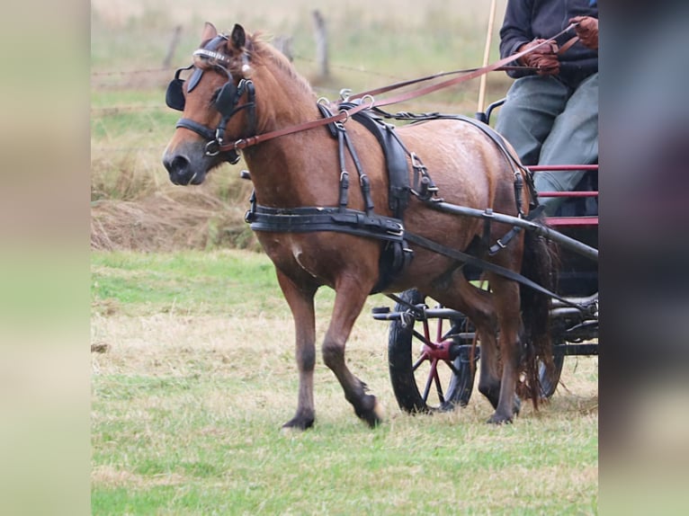 Poneys Shetland Jument 7 Ans 112 cm Léopard in Marsberg