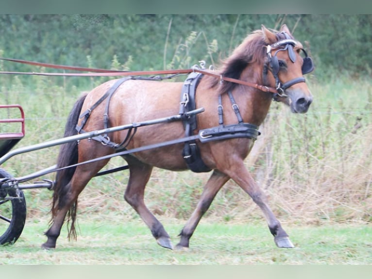 Poneys Shetland Jument 7 Ans 112 cm Léopard in Marsberg