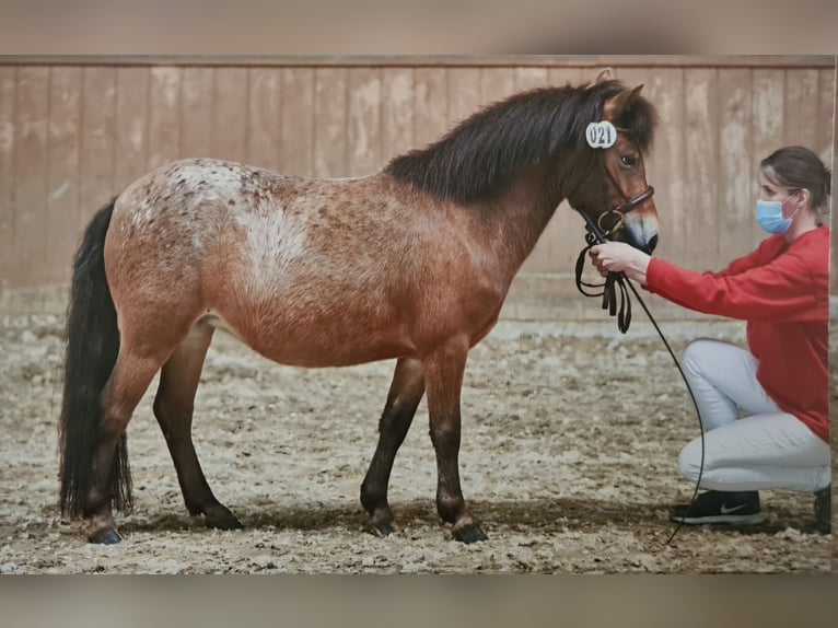 Poneys Shetland Jument 7 Ans 112 cm Léopard in Marsberg