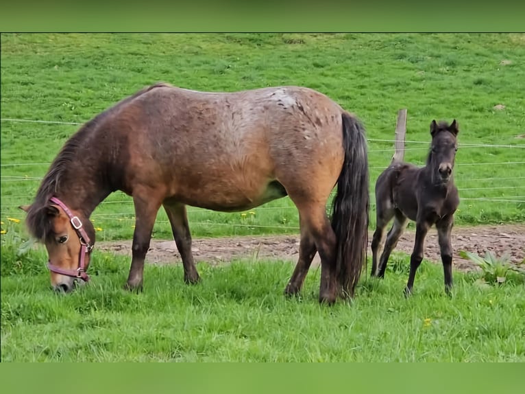 Poneys Shetland Jument 7 Ans 112 cm Léopard in Marsberg