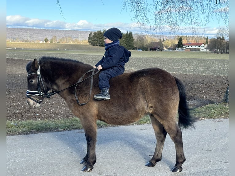 Poneys Shetland Jument 7 Ans 117 cm Bai brun in Riedlingen