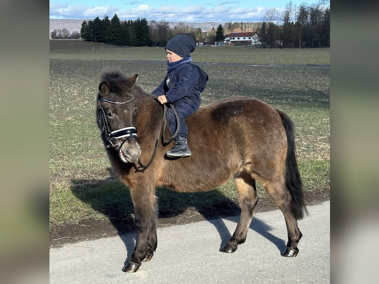 Poneys Shetland Jument 7 Ans 117 cm Bai brun in Riedlingen