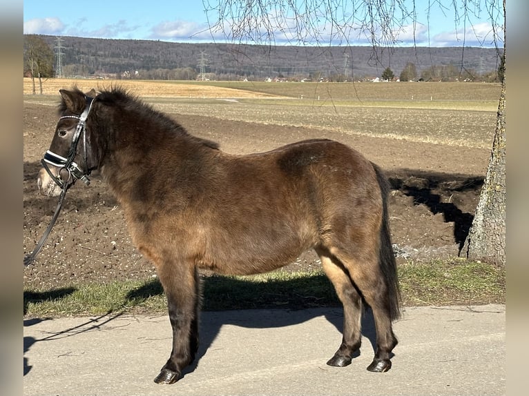 Poneys Shetland Jument 7 Ans 117 cm Bai brun in Riedlingen